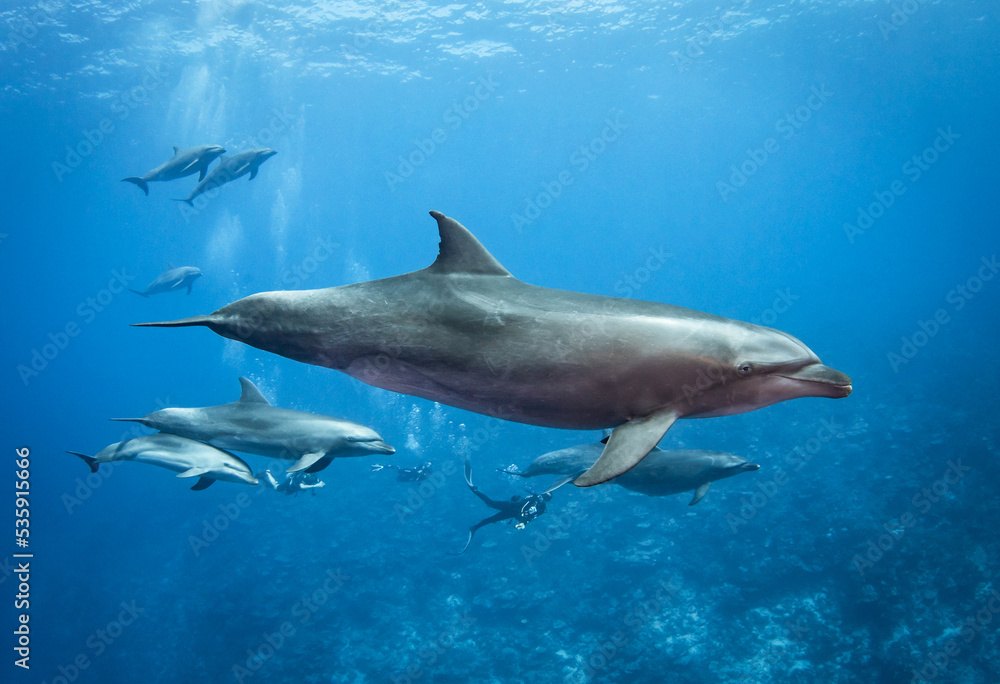 Bottlenose dolphins and divers