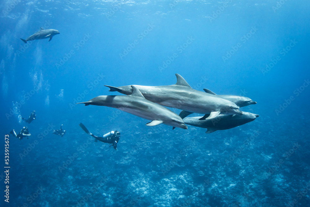 Fototapeta premium Bottlenose dolphins and divers