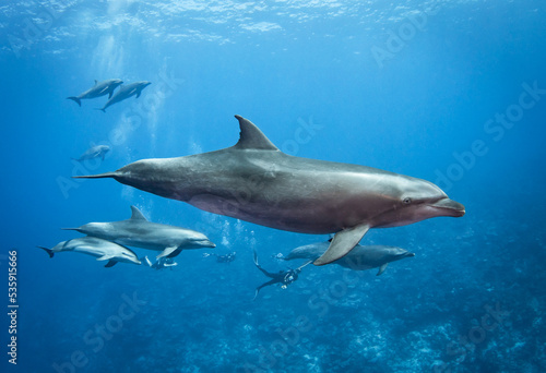 Bottlenose dolphins and divers