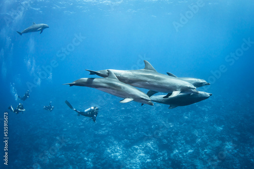 Bottlenose dolphins and divers © Tropicalens