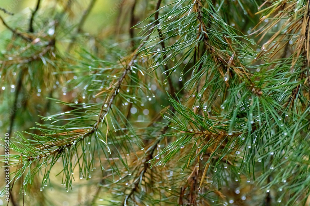 spruce branch with dew drops close-up spruce branch with dew drops close-up