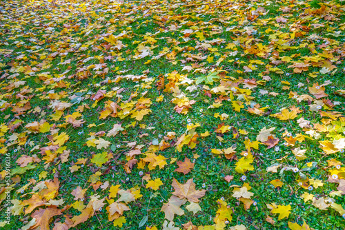Ground full of leaves at autumn