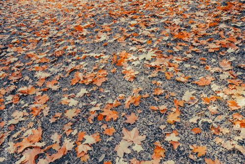 Ground full of leaves at autumn
