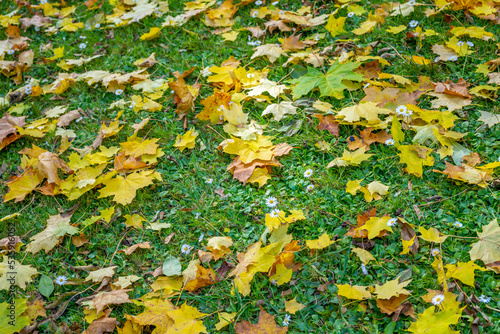 Ground full of leaves at autumn