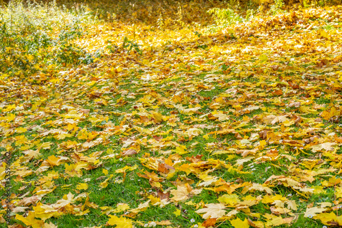 Ground full of leaves at autumn