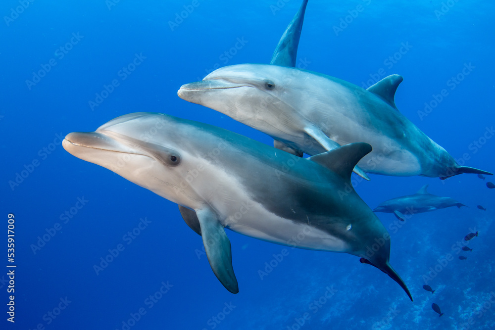 Bottlenose dolphins