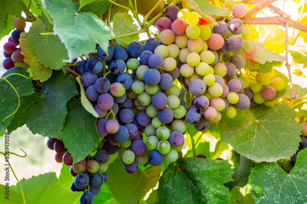 grapes on the vine will ripen under the rays of the bright sun. Vineyards with bunches of berries
