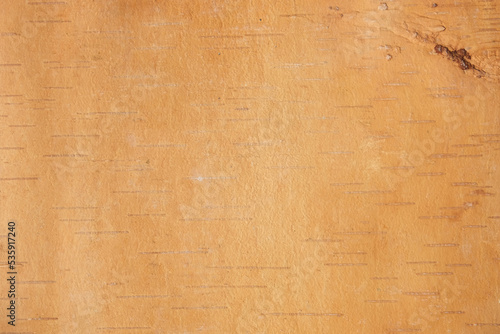 Фотография The texture of birch bark