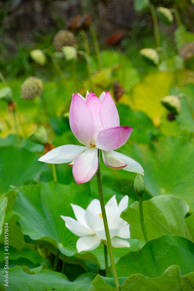 蓮の花