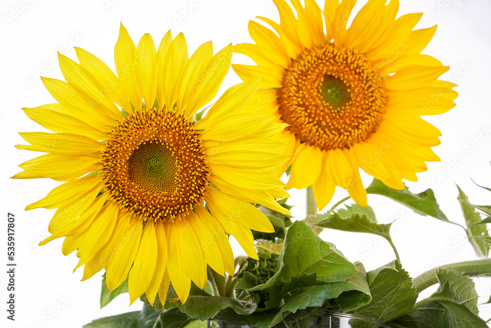 Obraz premium Sunflower on a white background.
