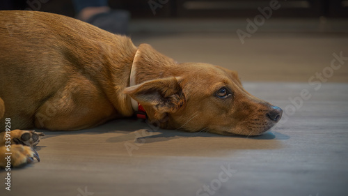 dog sleeping on the floor