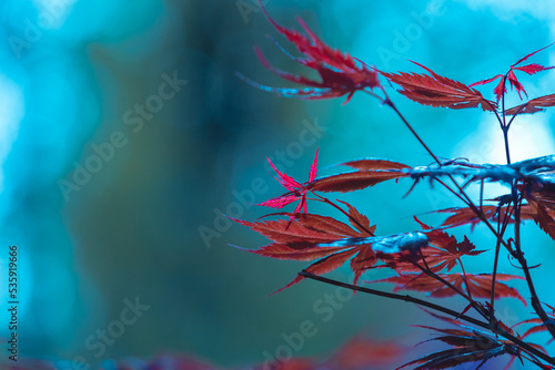 Mystical silhouettes of maple leaves. Autumn background with red leaves and blue sky.