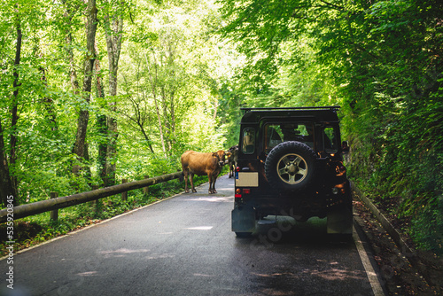 off-road black car stopped on the road because there are cows on the road