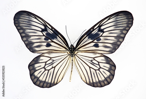 Black white butterfly isolated on white, Idea blanchardi macro close up, collection butterflies, danaidae, danaus