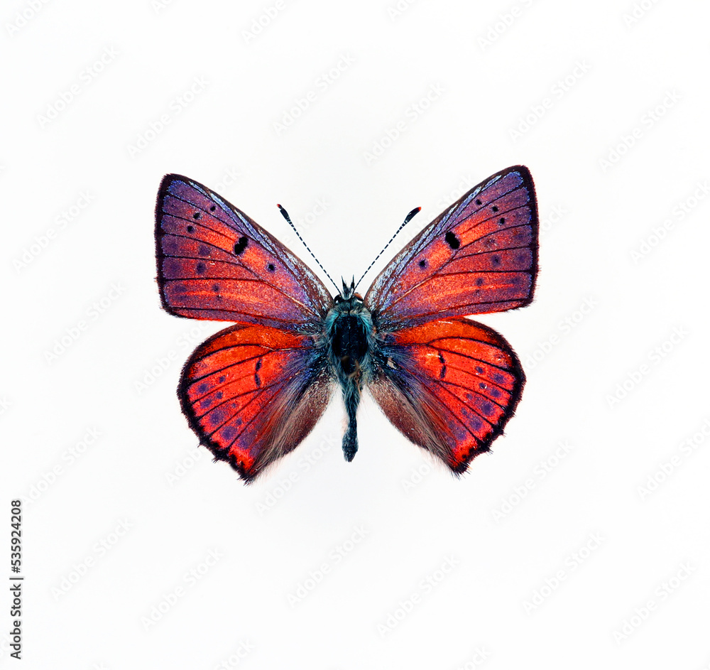 Obraz premium Purple butterfly isolated on white. Lycaena alciphron macro close up, collection butterflies, lycaenidae, decor element