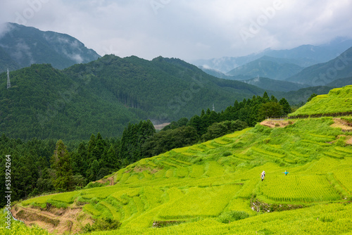 夏の丸山千枚田