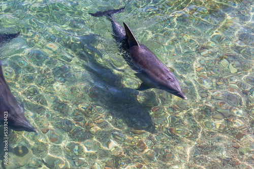 Bottlenose Dolphins at water's Surface. Dolphin swimming in Red Sea, Eilat,Israel. Dolphin Reef where bottlenose dolphins in the Gulf of Eilat near the city of Eilat. Common bottlenose dolphin.