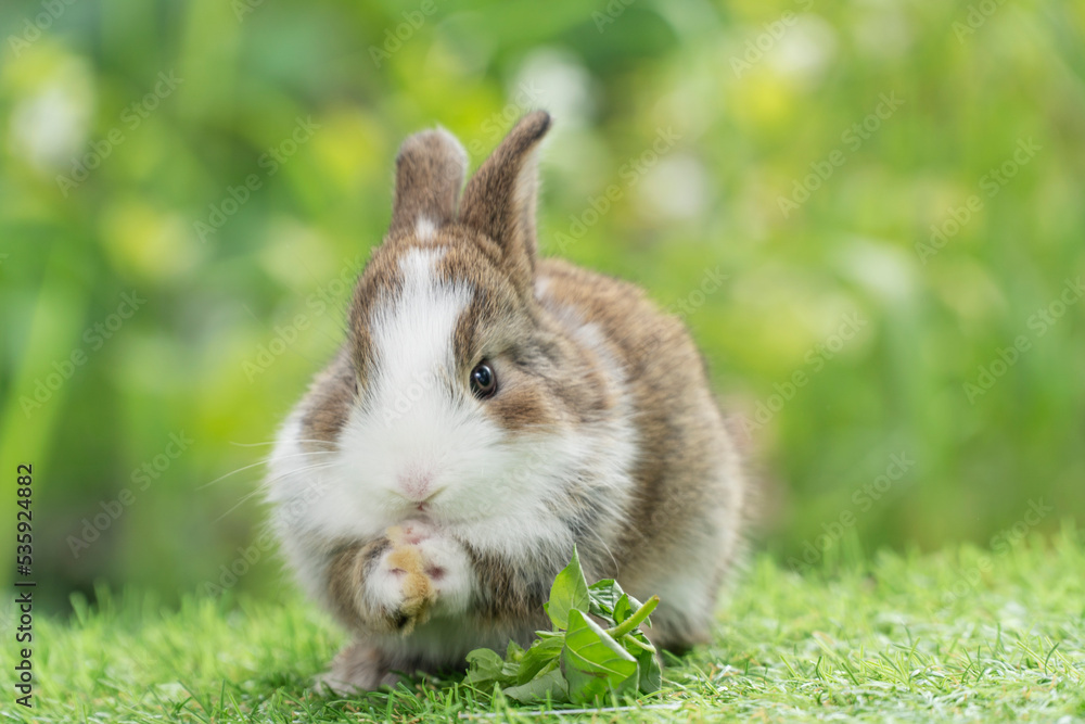 Fototapeta premium Adorable baby rabbit bunny eating vegetable sitting on green grass spring time over bokeh nature background. Cuddly furry white brown rabbit eat fresh vegetable at outdoor. Easter animal concept.