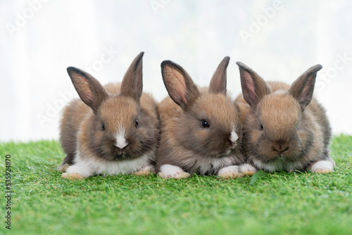 Adorable baby rabbits ears bunny sitting together on the green grass. Family tiny furry baby brown white bunny rabbits playful on the meadow. Easter family animal pet bunny concept.