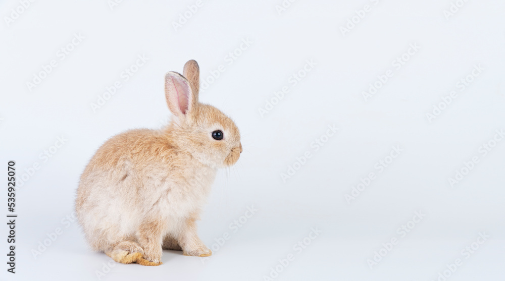 Adorable newborn baby rabbit bunnies brown looking at something sitting over isolated white background. Puppy lovely furry brown bunny ears rabbit playful with copy space. Easter bunny animal concept.