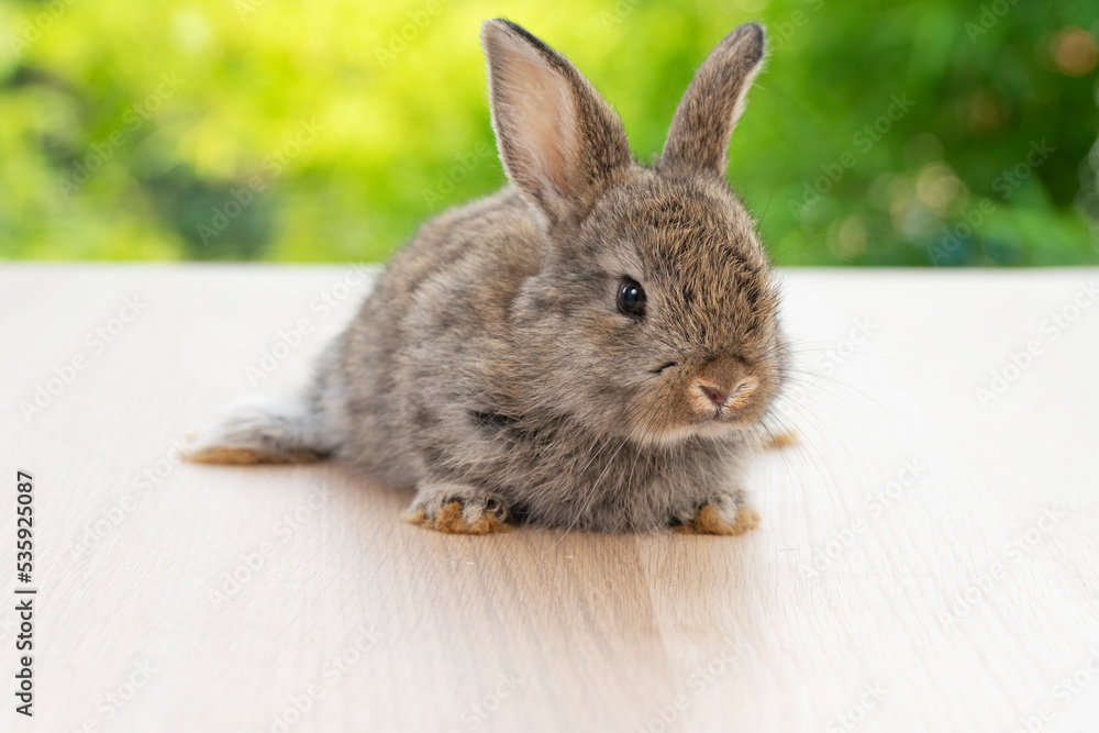 Fototapeta premium Lovely baby rabbit furry bunny looking something sitting alone on wooden over blurred green nature background. Adorable little bunny ears rabbit sitting on green spring time. Easter animal concept.