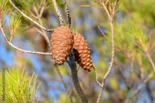 Pine cone on a tree at sunset  close up. Branch of pine with green needles and conifer cone at summer. Pine trees on the beach.