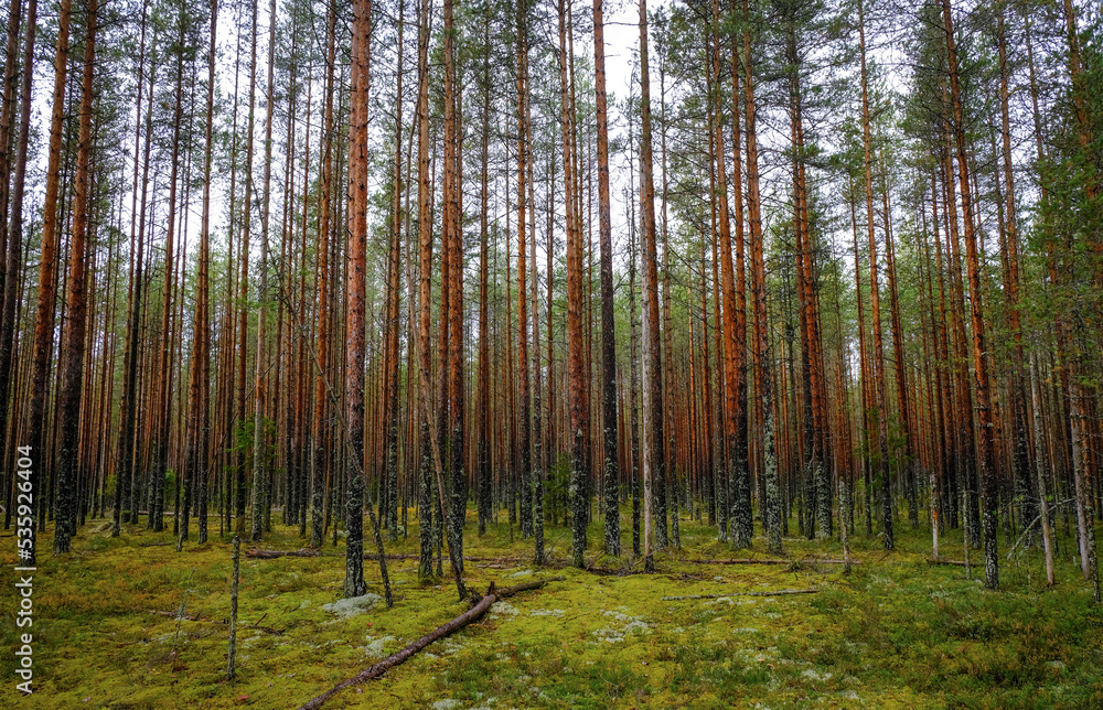 Fototapeta premium Northern forest. Colorful landscape is coniferous in the wild. Karelia in autumn.
