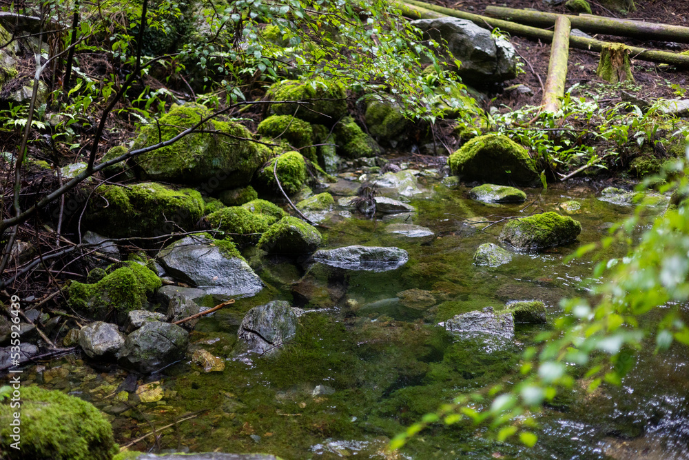 Obraz premium 夏の八重谷湧水