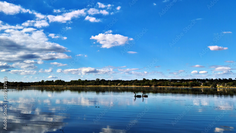 clouds reflected in a lake with black swans