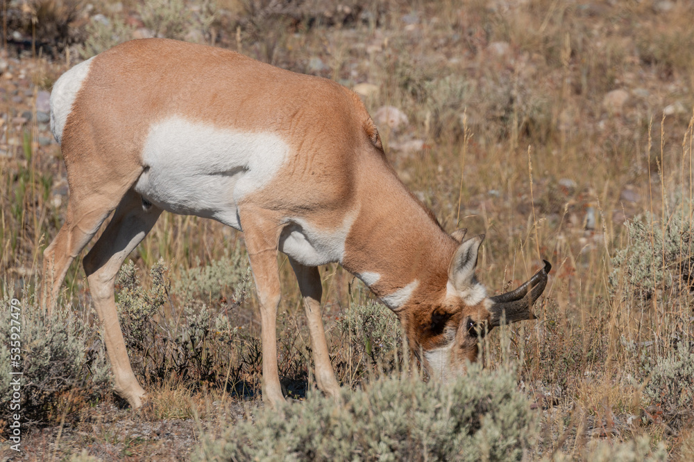 Pronghorn Antelope Buck in Wyoming in Autumn Pronghorn Antelope Buck in Wyoming in Autumn