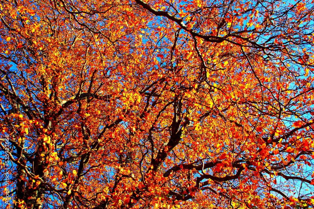 Spectacular curved branches of beech trees strewn with yellow-orange leaves and the blue sky in the background in Canfaito park on a fine autumn day Spectacular curved branches of beech trees strewn with yellow-orange leaves and the blue sky in the background in Canfaito park on a fine autumn day