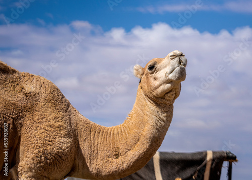 Portrait of a dromedary from Merzouga desert, Morocco.  Camel. Animals from Africa. Wildlife portraits. © Ana Dracaena