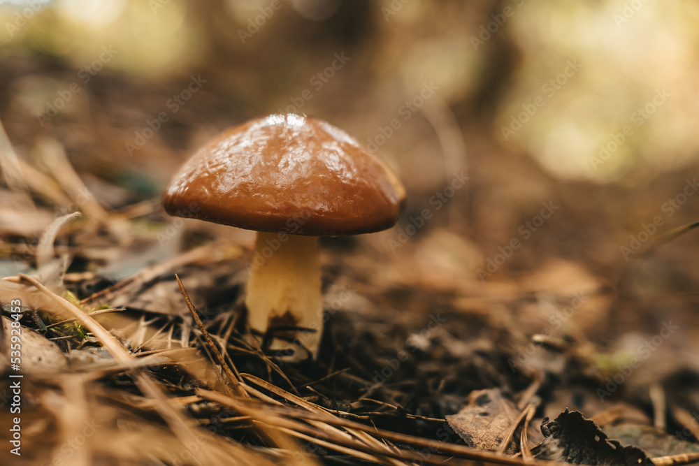 Young slippery Jack Fungi, Suillus luteus on autumn forest background with pine needles, close-up view. Harvest mushroom concept Young slippery Jack Fungi, Suillus luteus on autumn forest background with pine needles, close-up view. Harvest mushroom concept