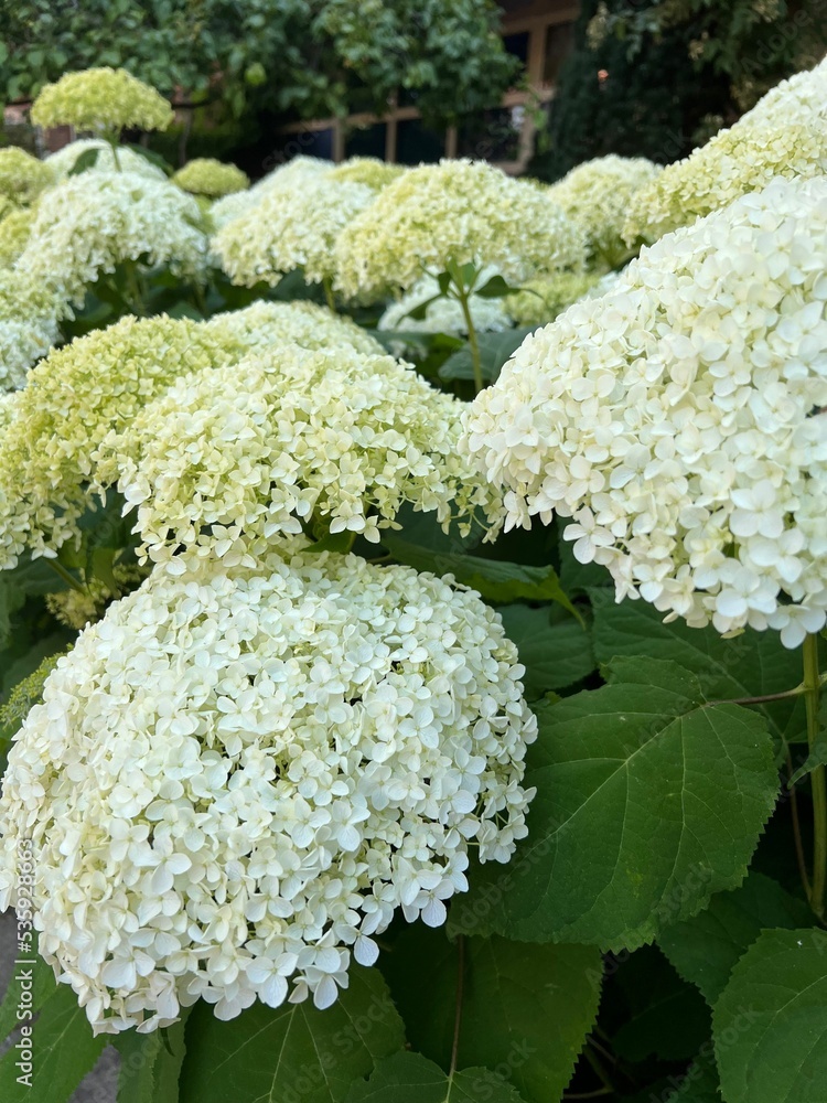 Beautiful hydrangea with blooming white flowers growing outdoors Beautiful hydrangea with blooming white flowers growing outdoors