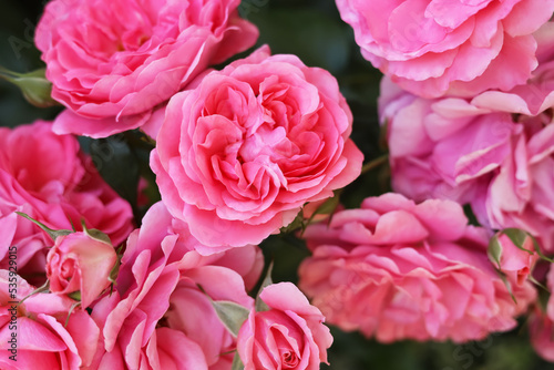 Closeup view of beautiful blooming rose bush