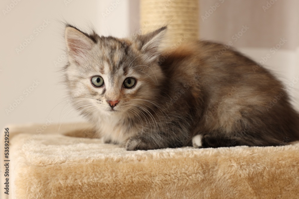 Cute fluffy kitten on cat tree at home