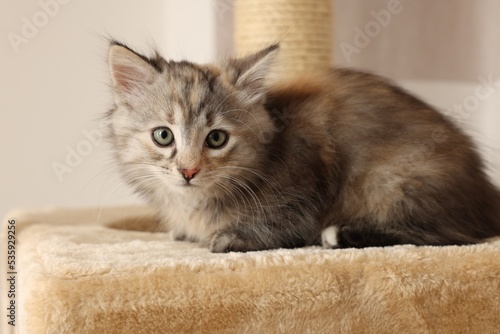 Cute fluffy kitten on cat tree at home