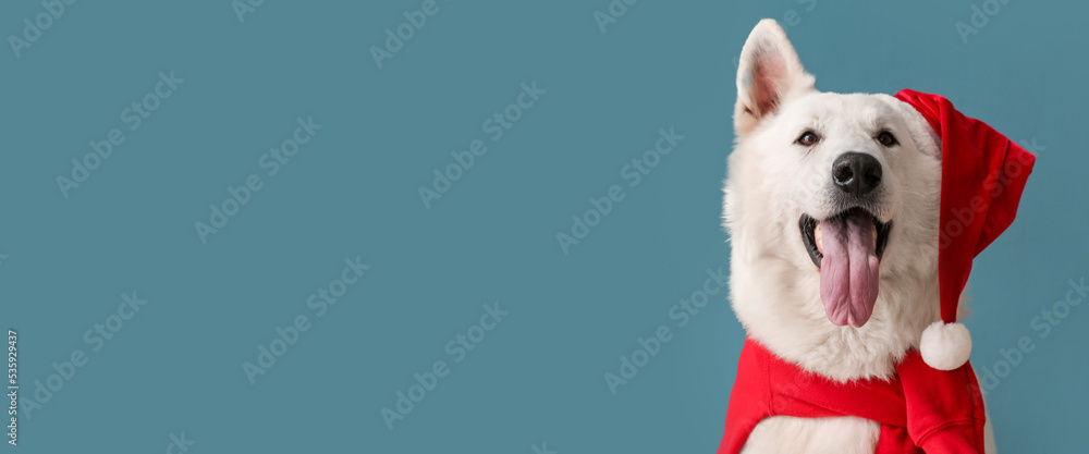 Cute white dog in Santa hat on blue background with space for text ...