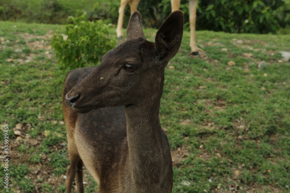 Beautiful deer on green grass in safari park