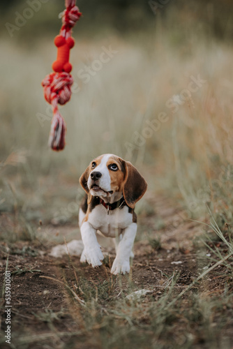 Happy beagle puppy playing favorite toy - red with his owner on outdoors nature background. Active dog spending good time on countryside. Hunting breed, pet shop concept photo