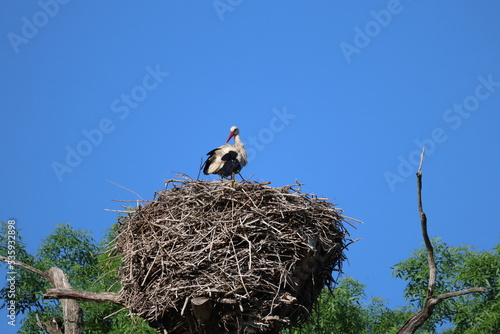 Stork in wildlife sanctuary near Marchegg castle, Austria