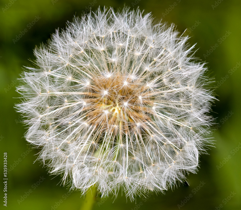 Fototapeta premium Macro of a white dandelion flower 