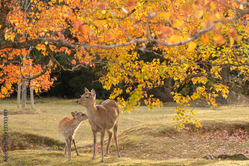 鹿の親子とナンキンハゼの紅葉 / Deer parent and child and autumn leaves photo