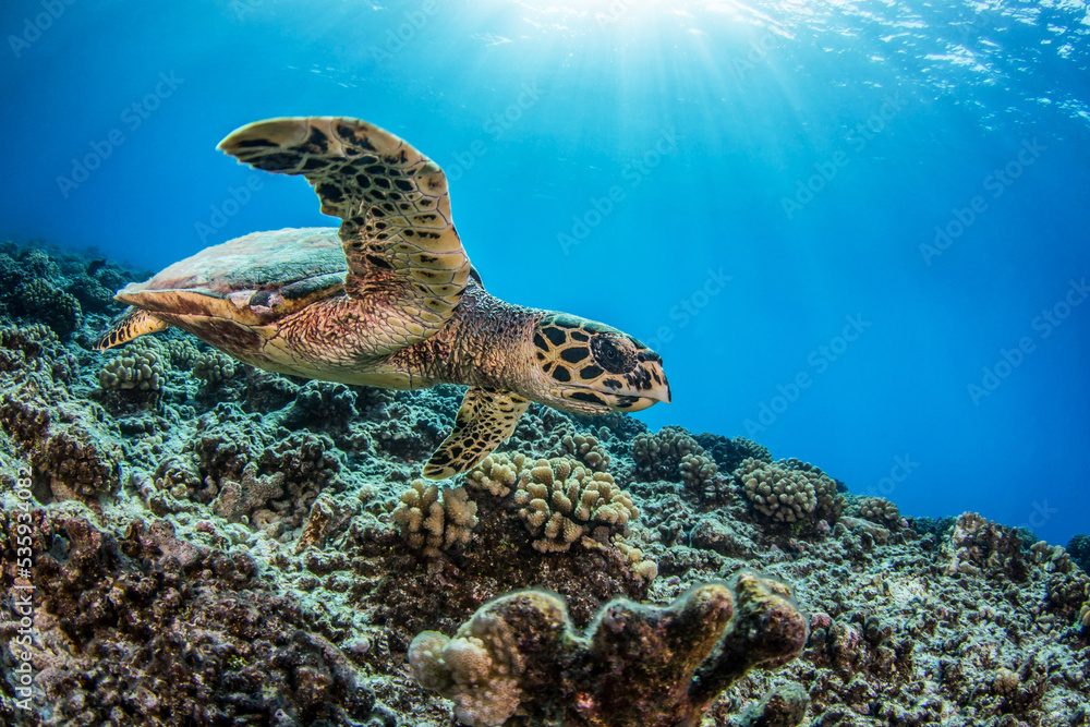 Obraz premium Hawksbill sea turtle