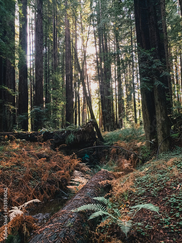 Northern California Redwood Forest