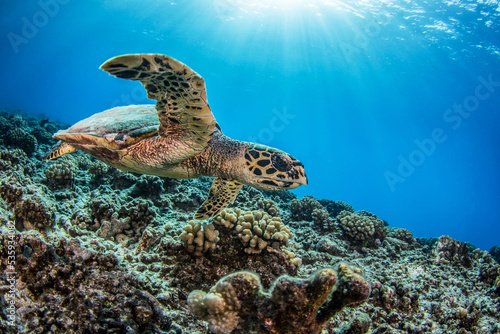 Hawksbill sea turtle © Tropicalens