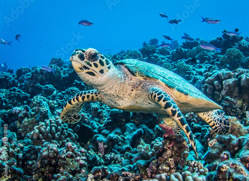 Hawksbill sea turtle © Tropicalens
