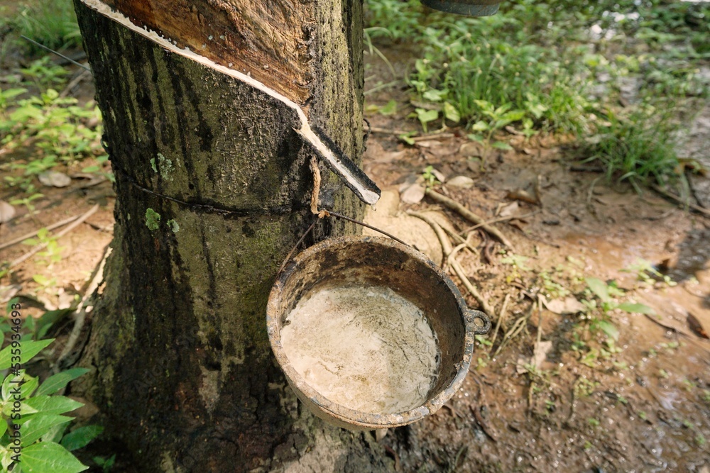 Natural latex from rubber trees in the garden Natural latex from rubber trees in the garden