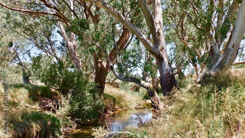 Trees by the creek