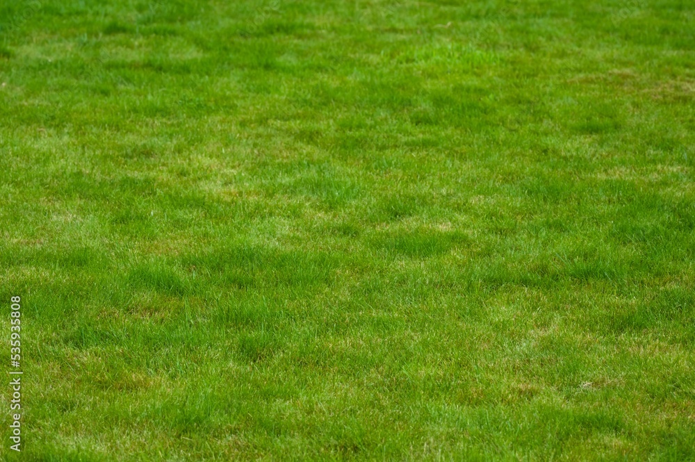 Beautiful green lawn with freshly mown grass as background Beautiful green lawn with freshly mown grass as background